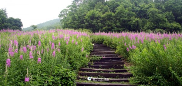 한국자생식물원.jpg